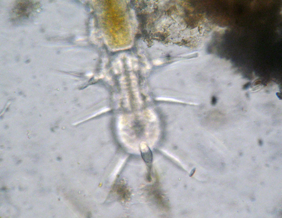 Anellidi policheti quasi microscopici